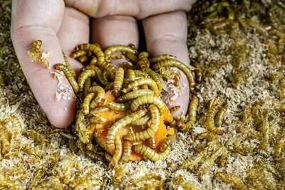 蟲蛋白革命 資本重注，寵物食品的下一個千億風口？